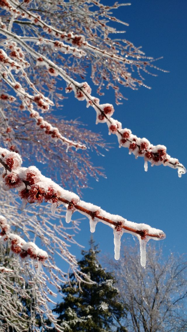 Icy branch