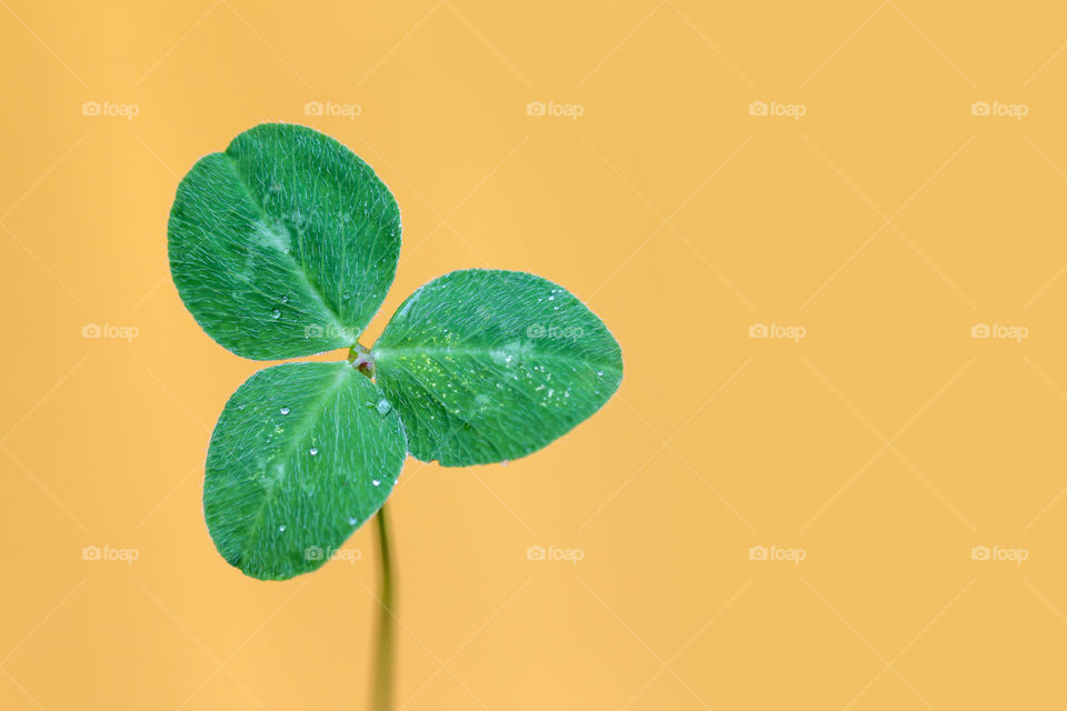 Lucky clover on bright yellow background