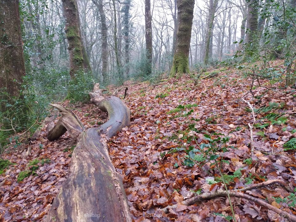 Natural bench