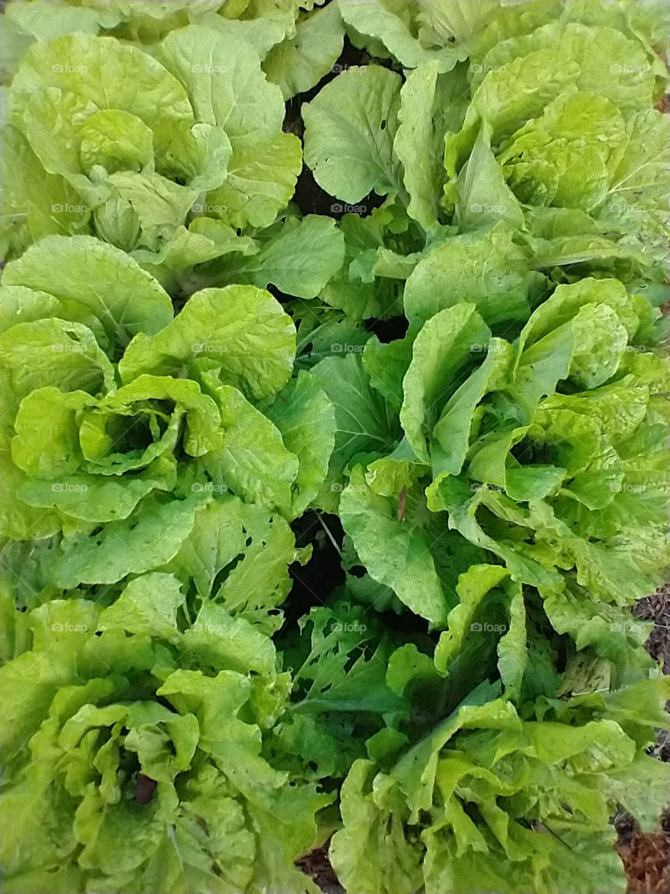 lettuces