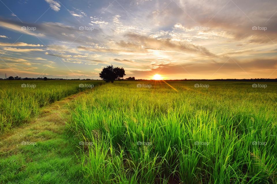 Sunset over green paddy field