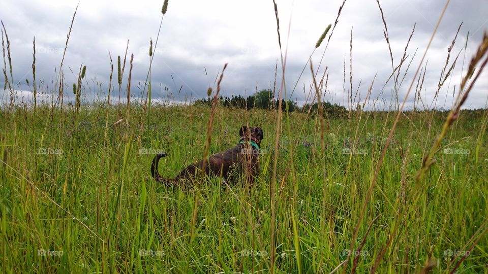 Dog on field