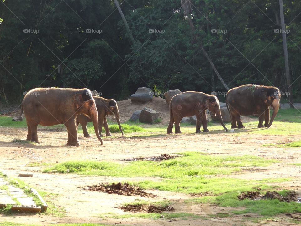 elephants group 