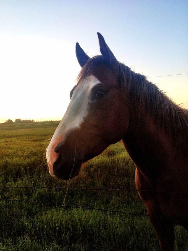 fence sunset horse farm by stykellee