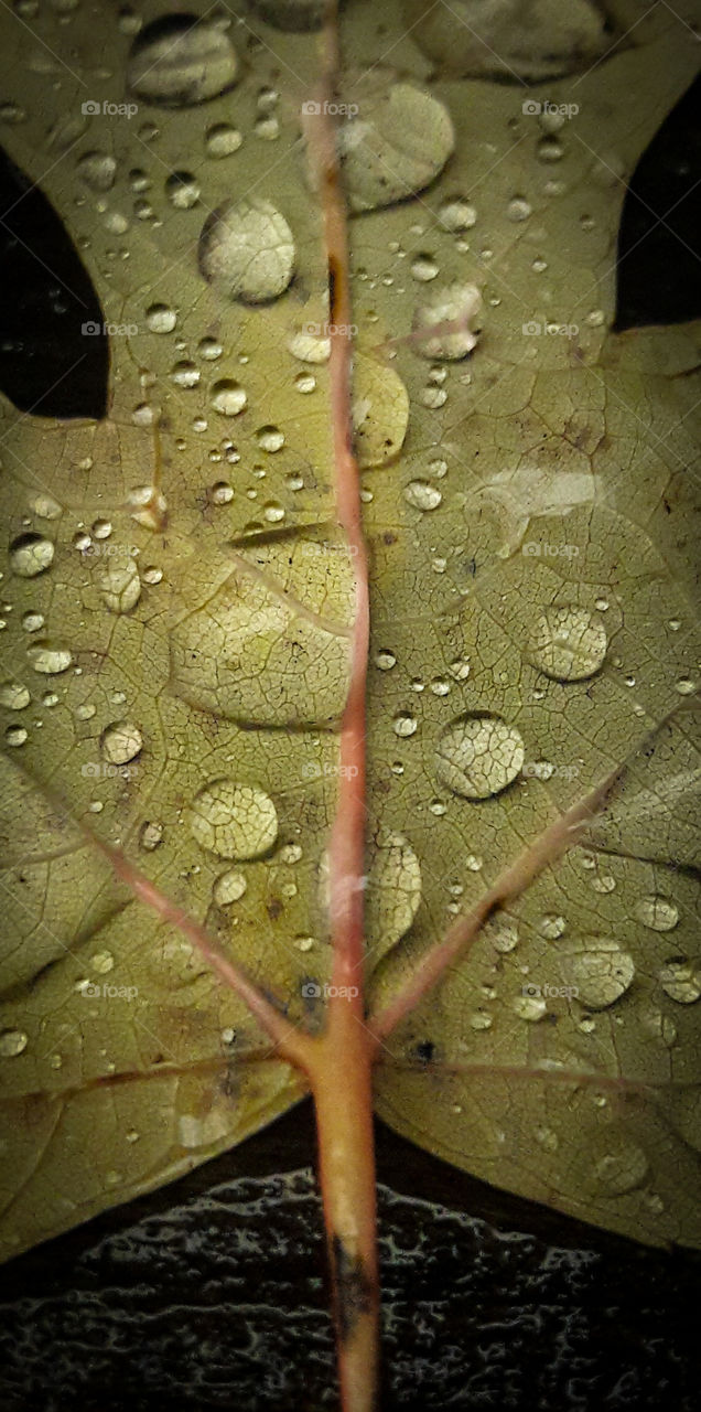 close up of raindrops on a leaf