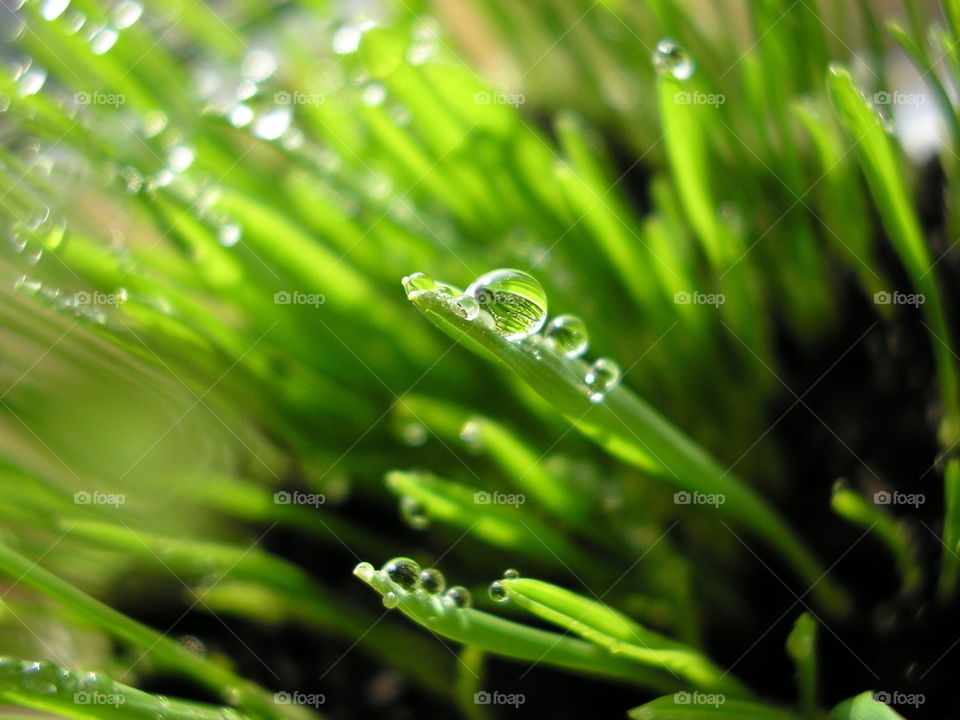 Water Drops in grass😇😇😇😇😇