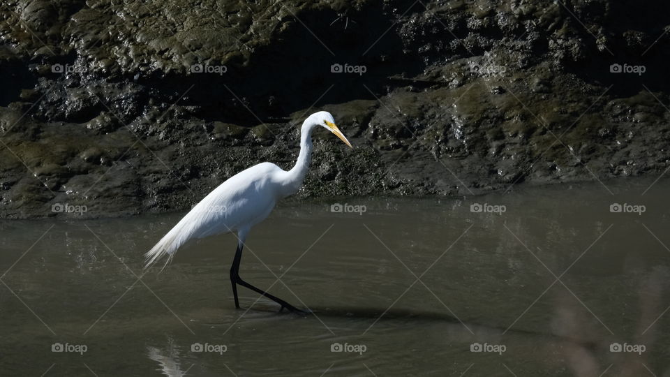 Great White Egret, gracefully stalking fish in the marsh.