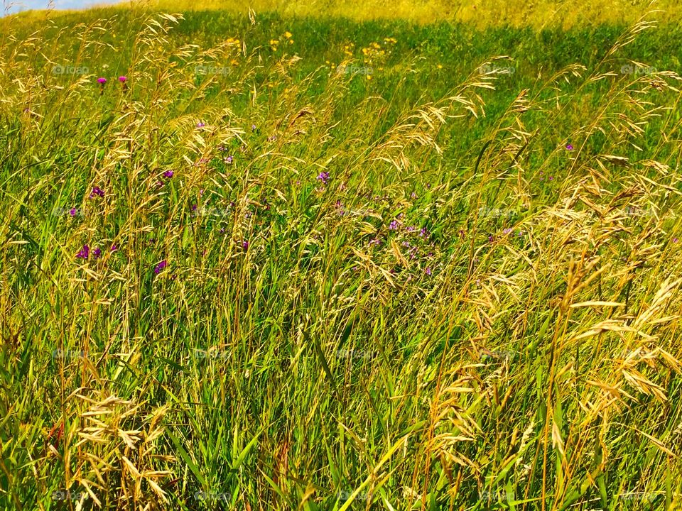 Stalk of grass field