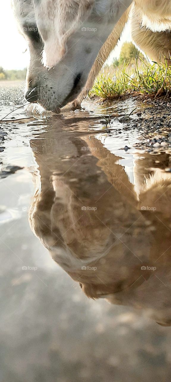 perfect shot of my dog after the rain