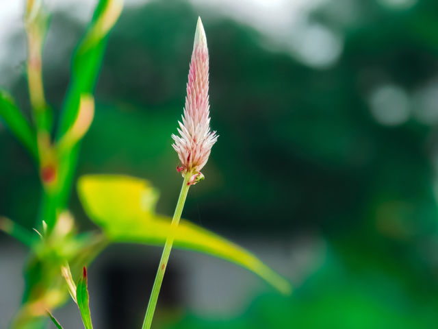Celosia or cockscomb grass