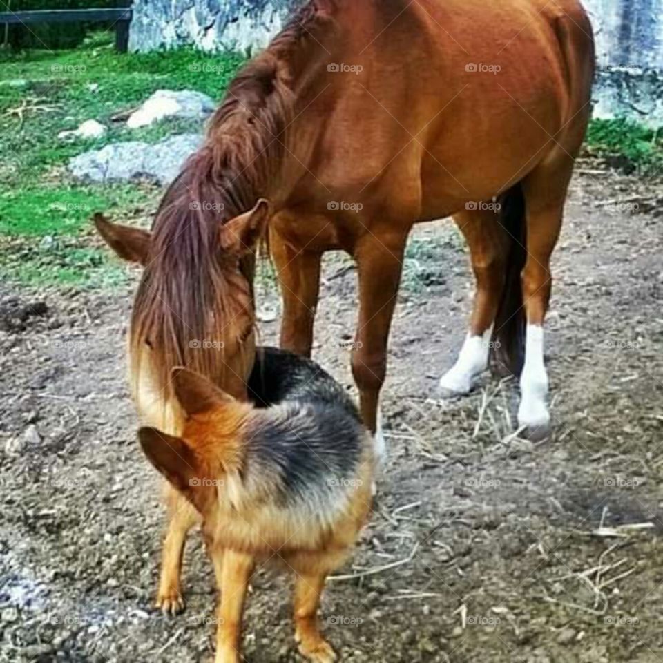 friendly horse and dog