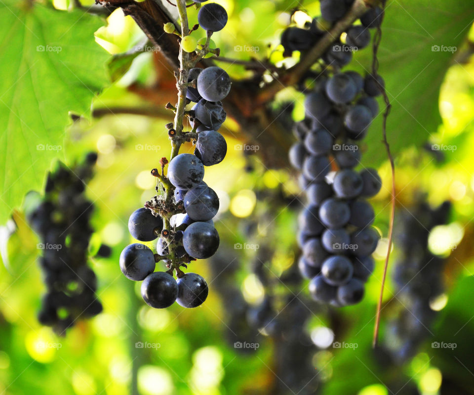 Grapes 