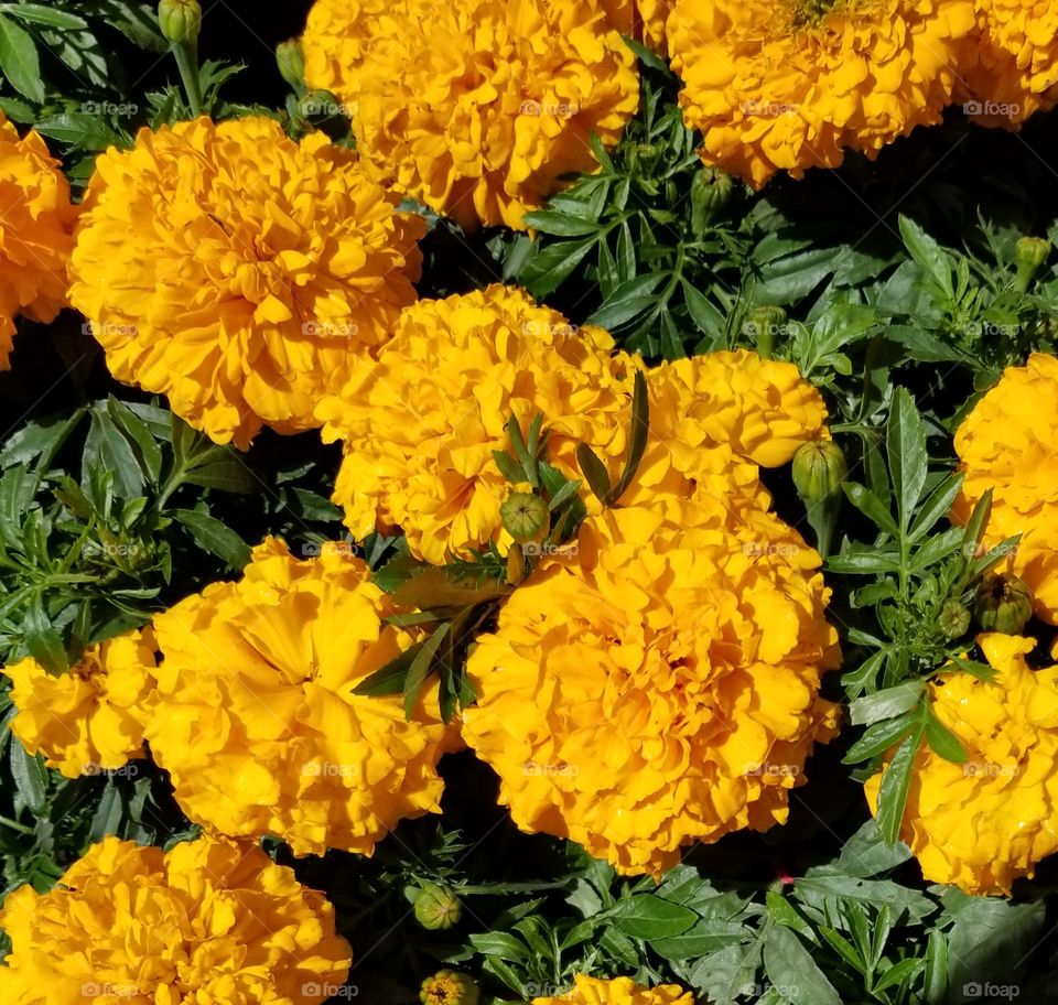 Sunny flowers