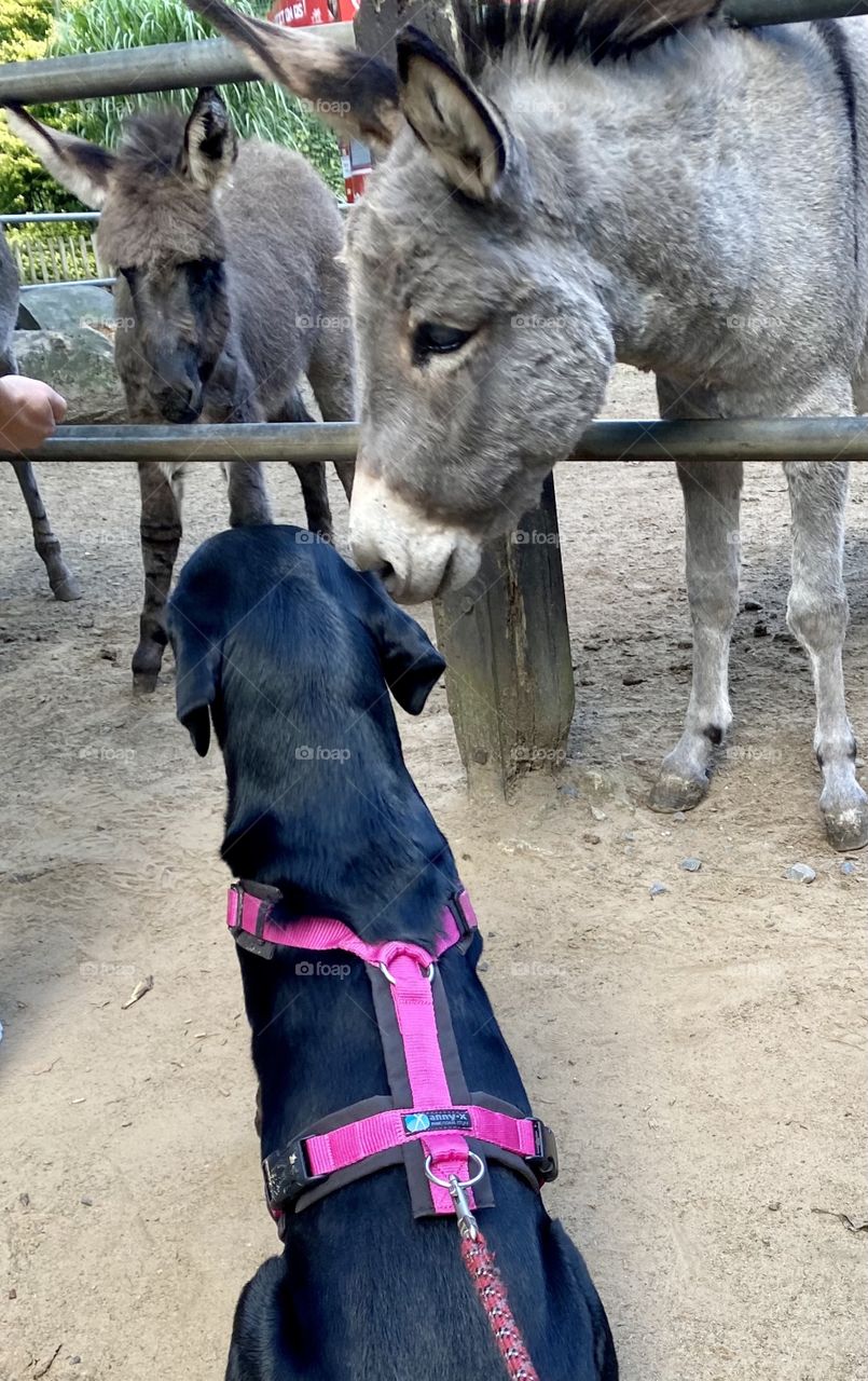 Küsschen für Amy