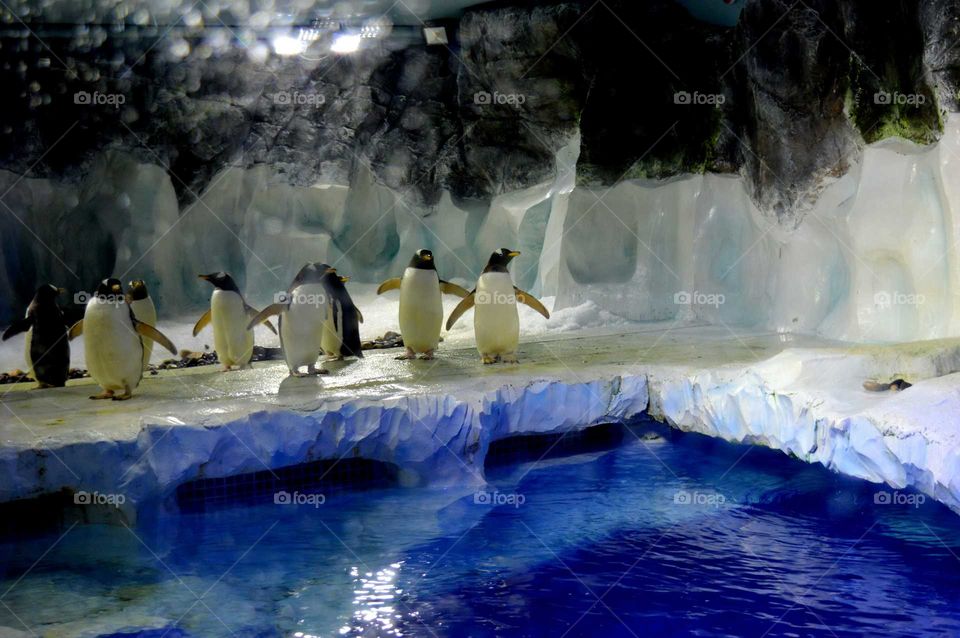 Penguins in National Sea life in Birmingham, UK