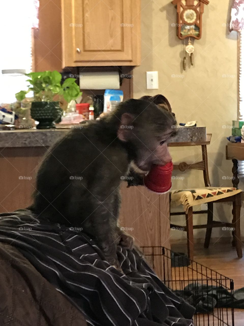 baboon monkey