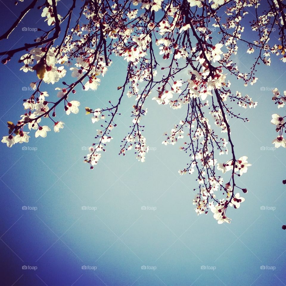 Cherry blossom on tree in Spring season blue sky behind