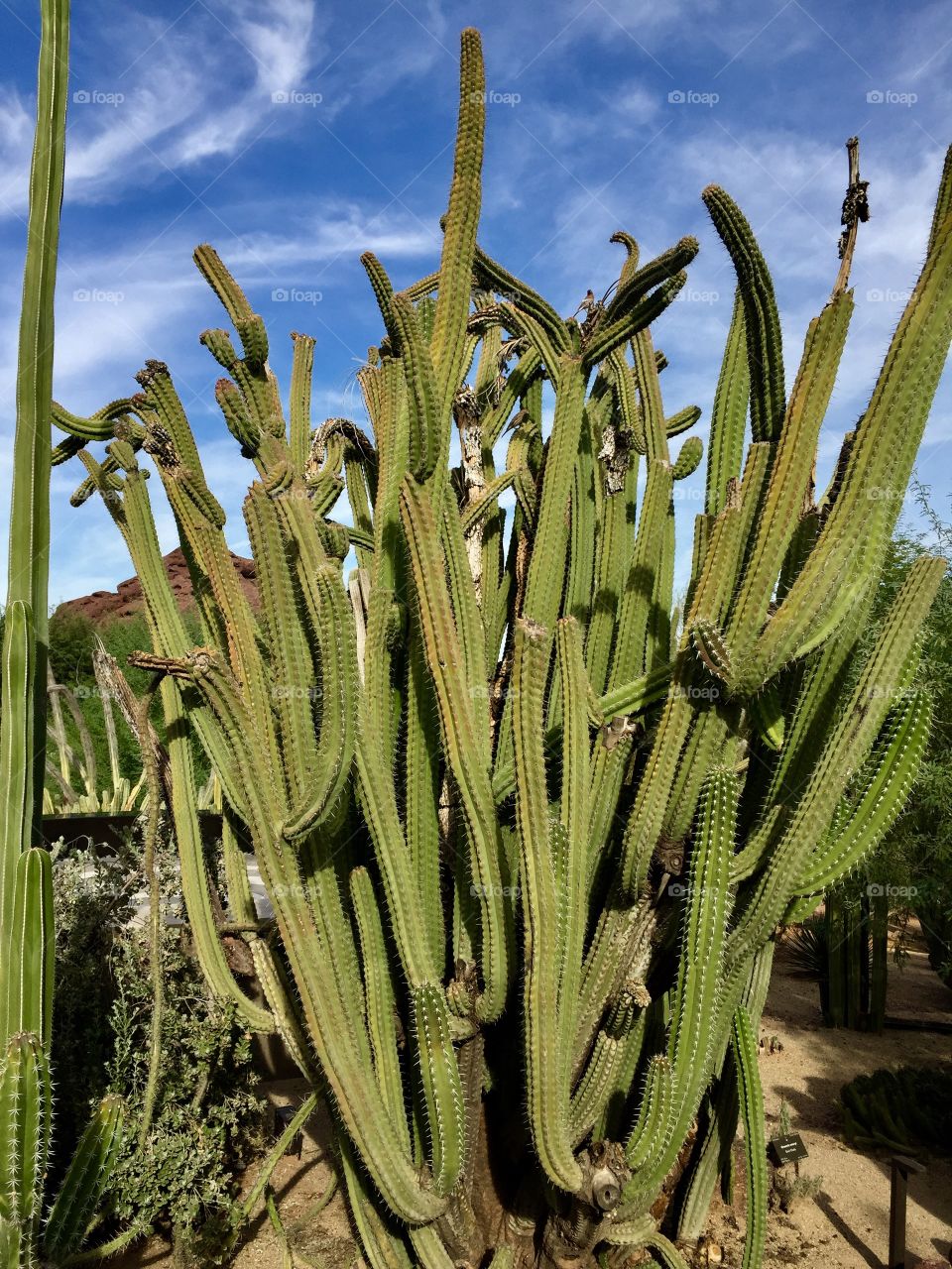 Desert Botanical Garden 