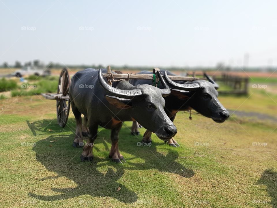 Siamese buffalos