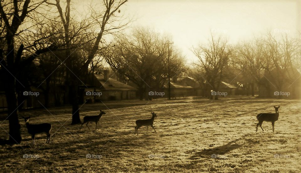 Deers in the morning