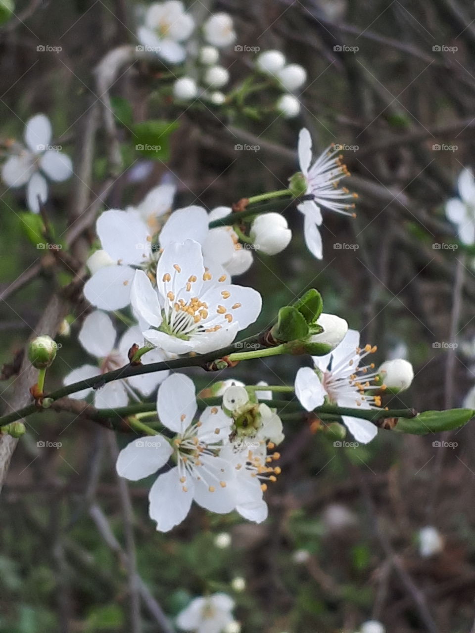 Spring Flowers