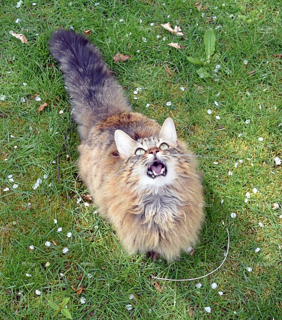 fluffy longhaired cat hunting.
