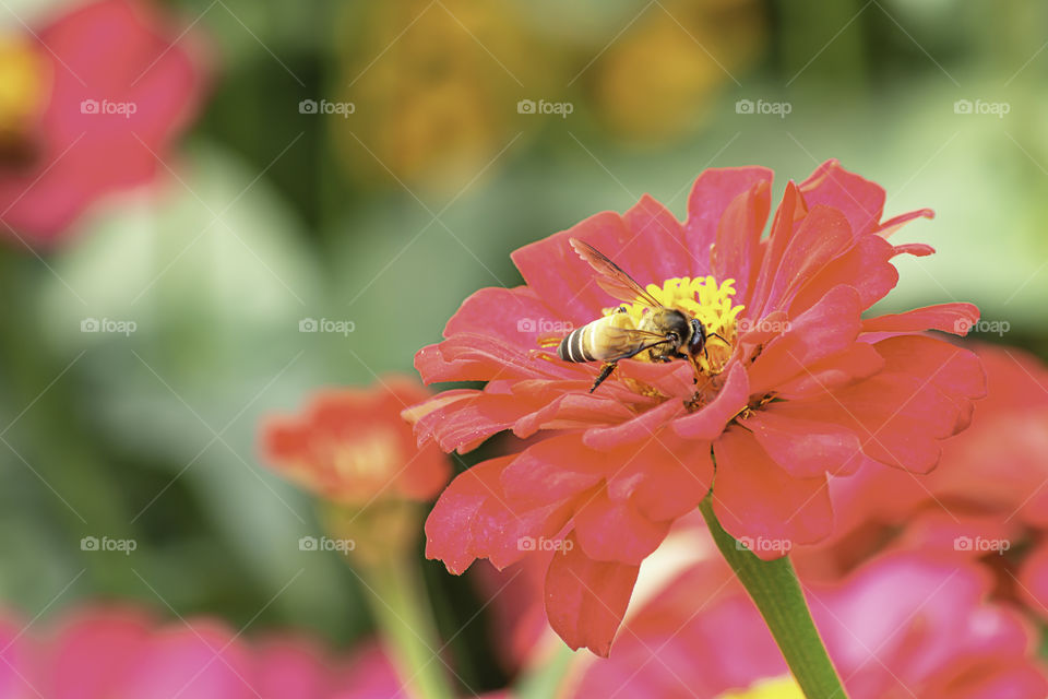 Bee on Pink Zinnia Bright colors attract insects.