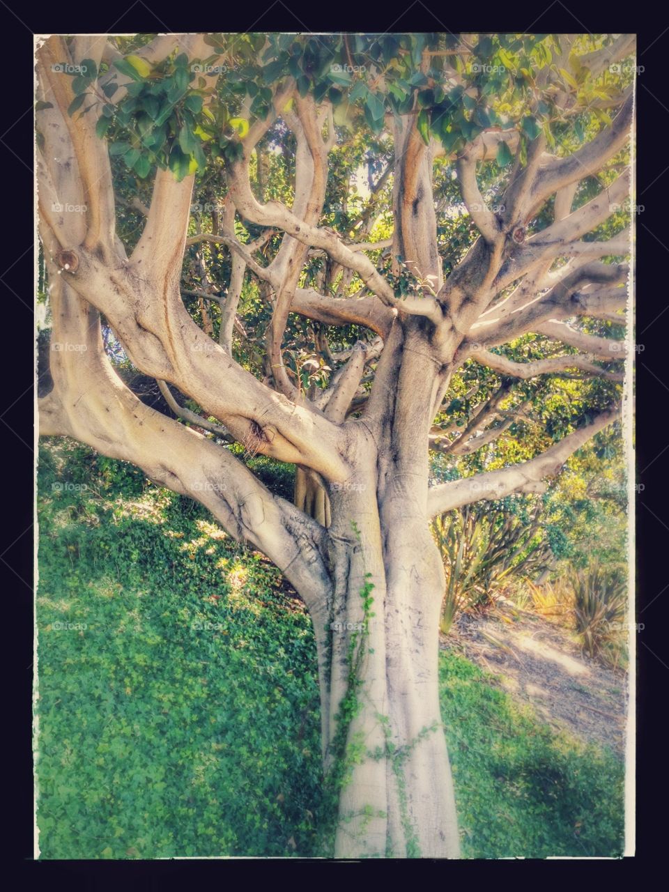 Tree . Under the tree 