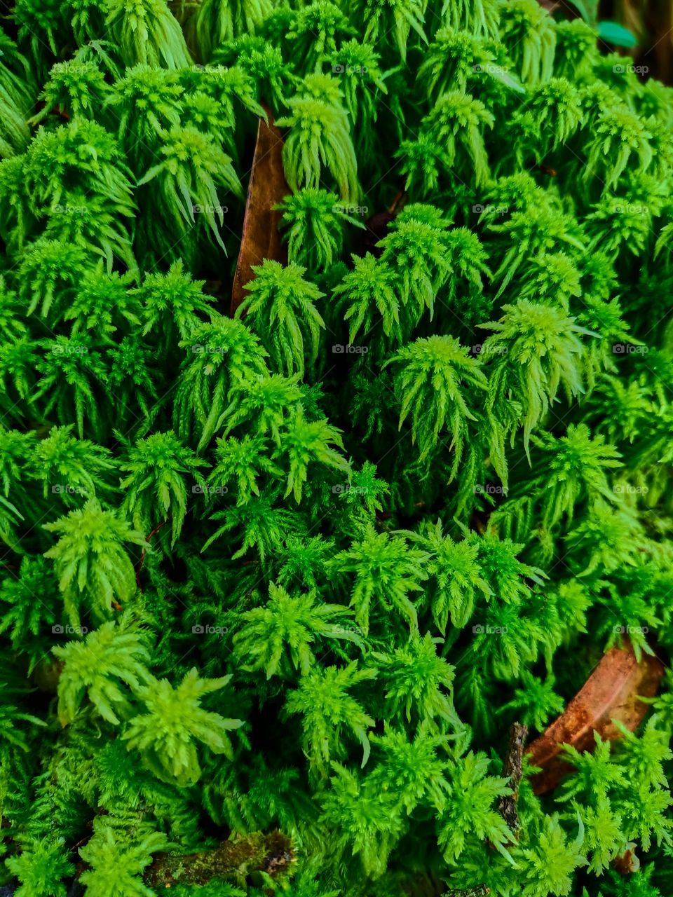 Close up of the peat moss (Sphagnum palustre), green moss Sphagnum