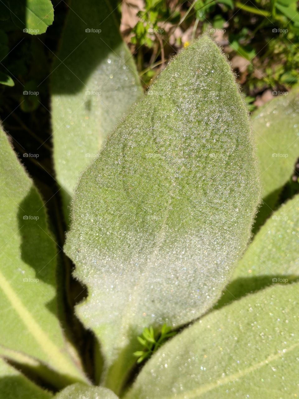 dew leaf