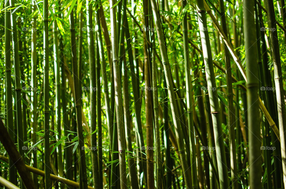 Bamboo close-up