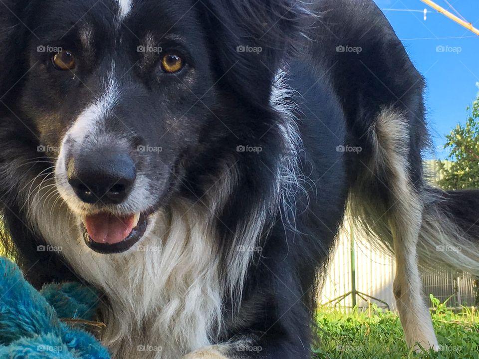 Border collie sheepdog smiling