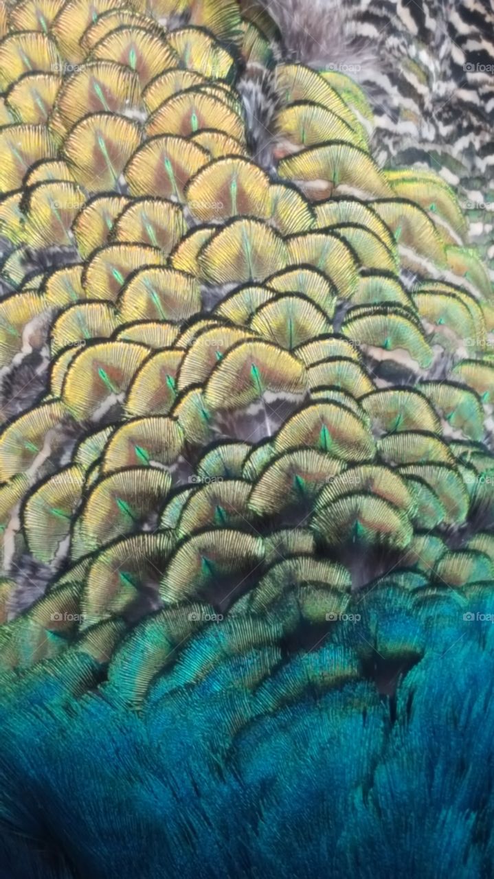 peacock