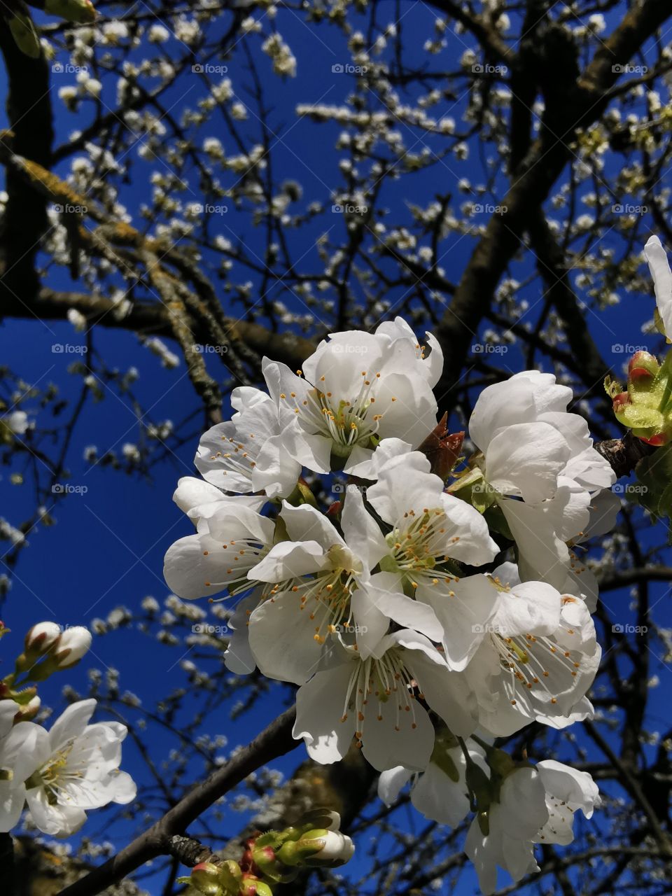 Apple tree blossom