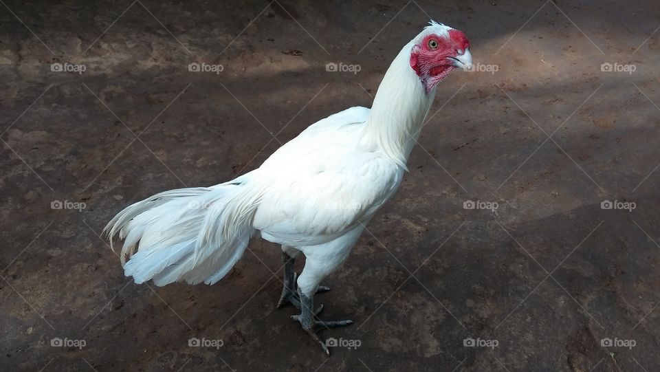 casual pic of my white cock