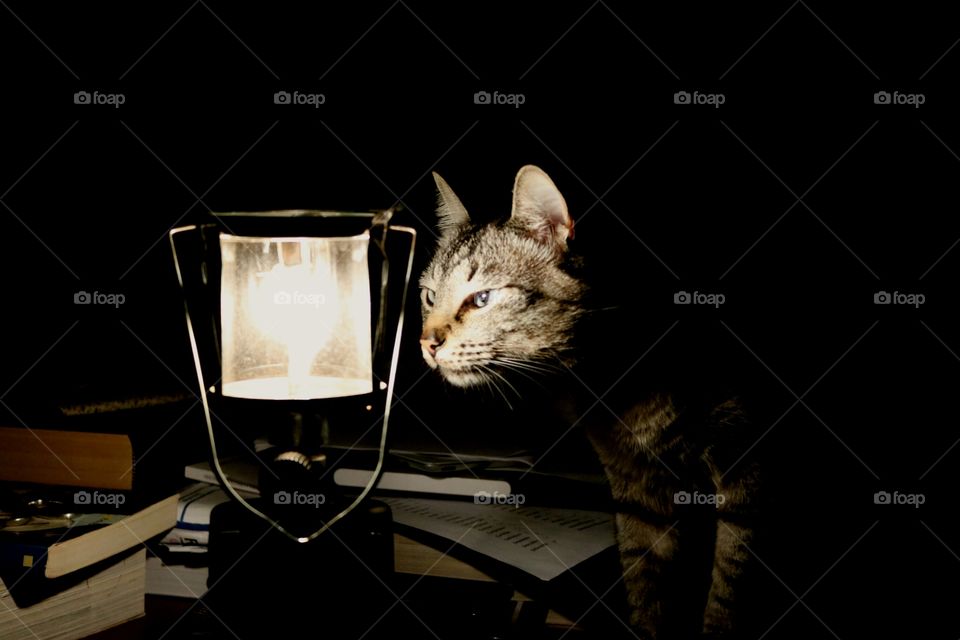 The cat and the lamp