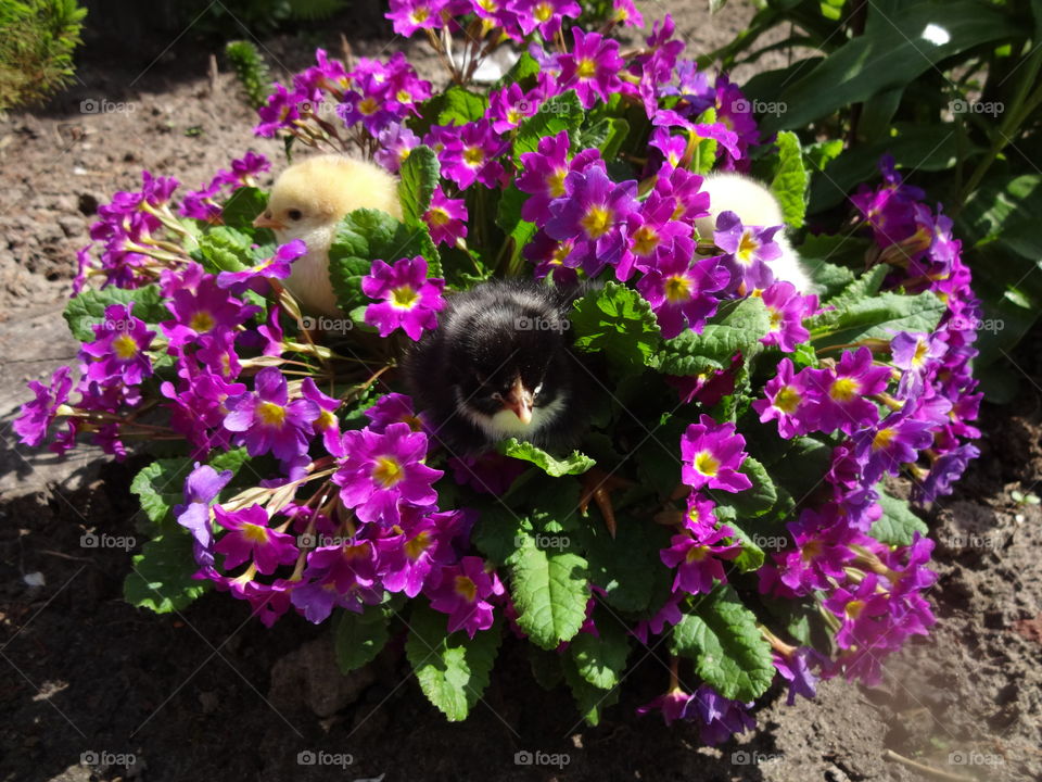 cute baby chicks in flowers