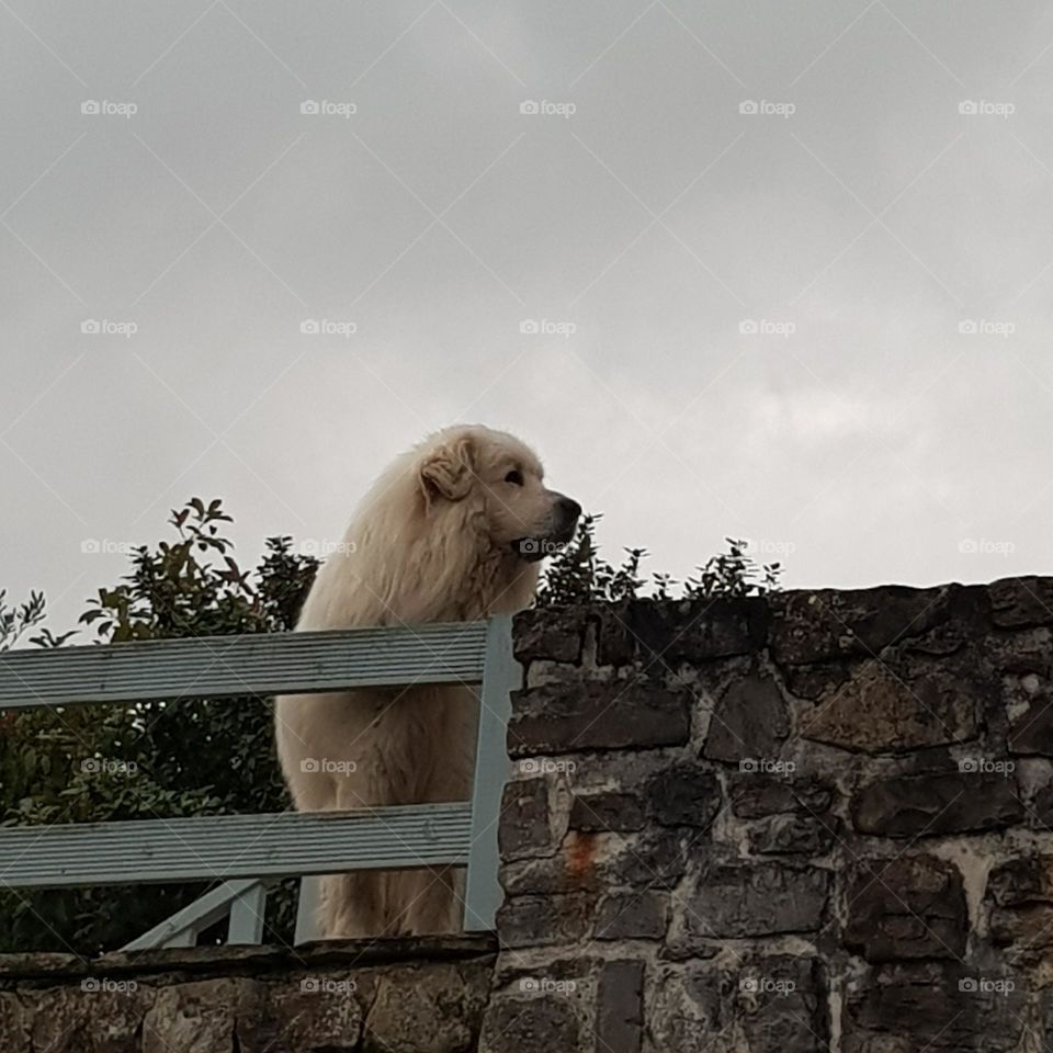 Patou à l'affût