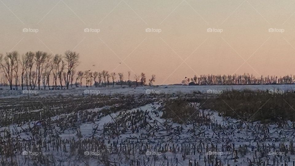 Winter, Snow, Frost, Frozen, Cold