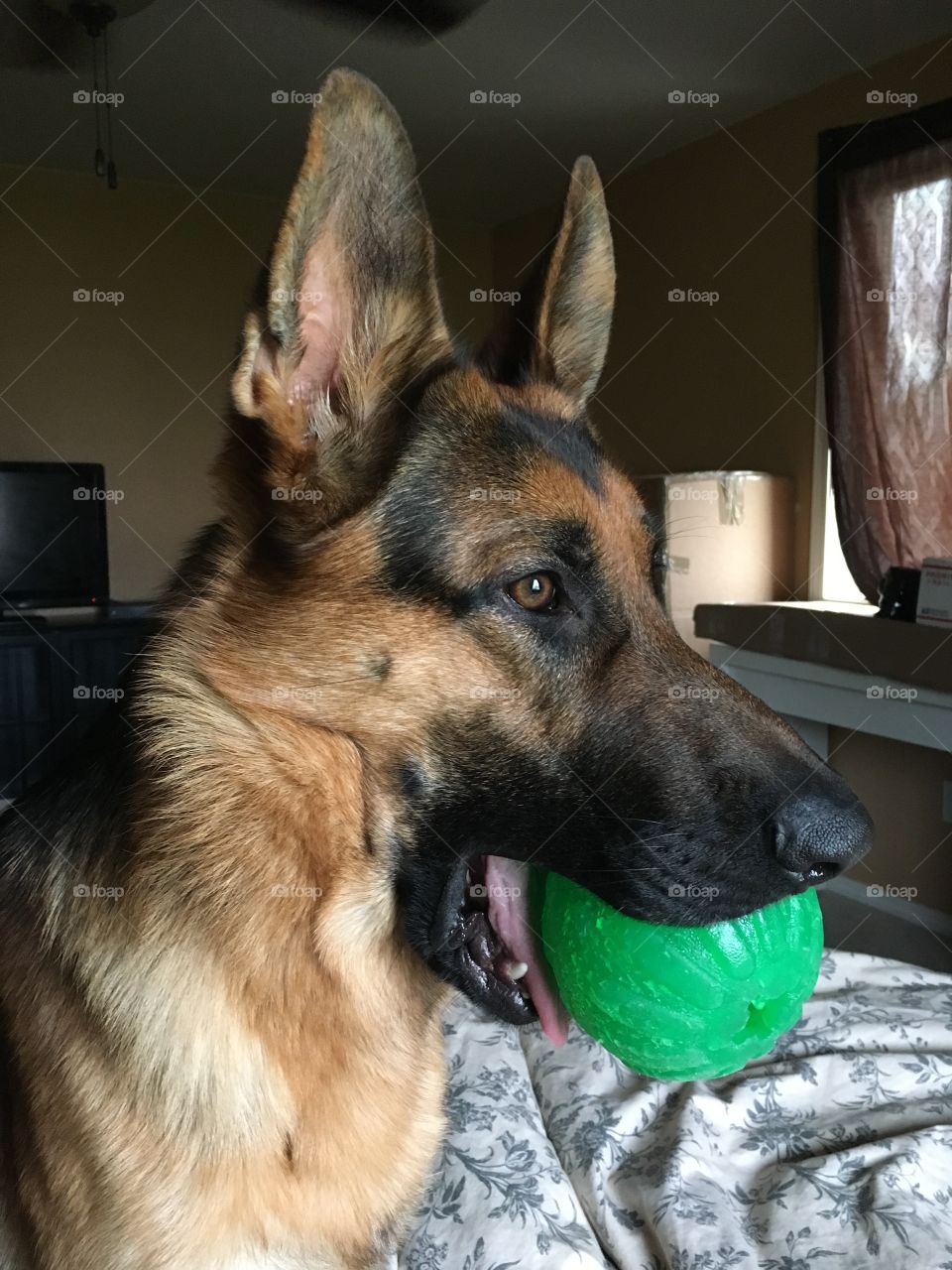 A beautiful dog and his big green ball!