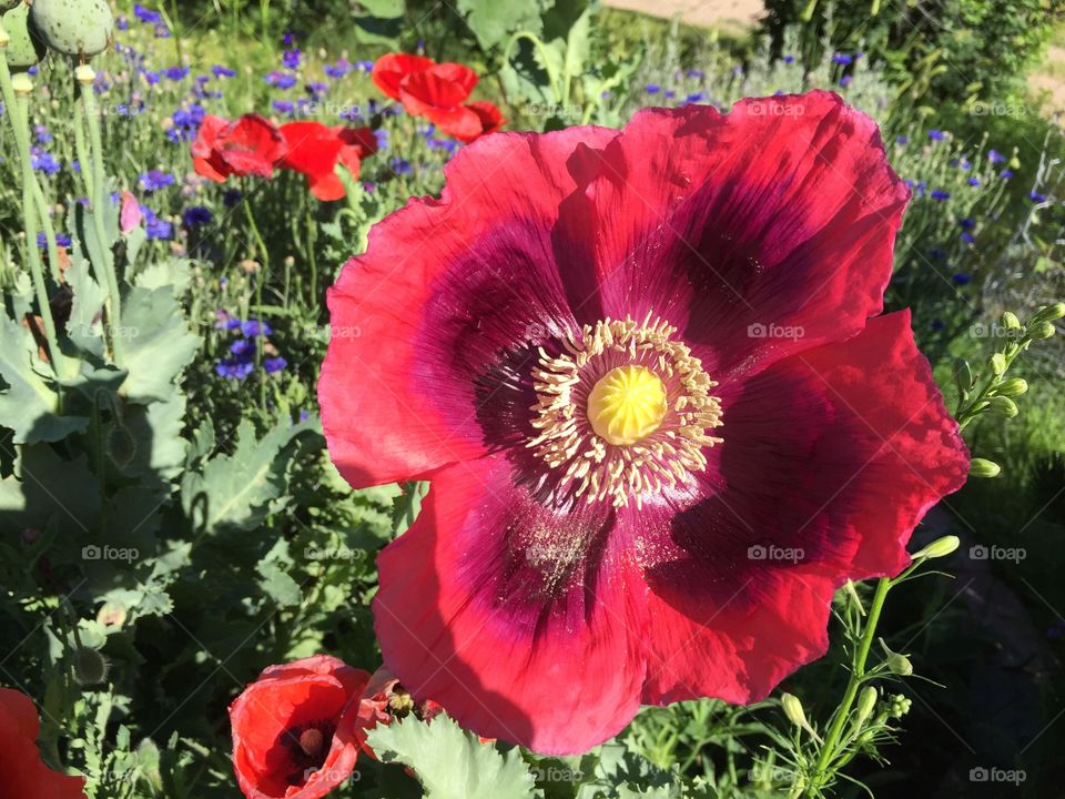 Giant Red Poppy. A giant red poppy in full bloom