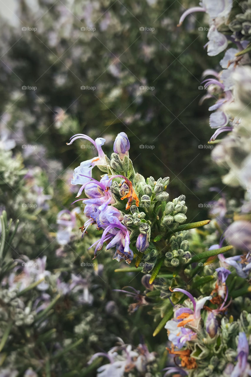 Blooming purple rosemary branch close up.