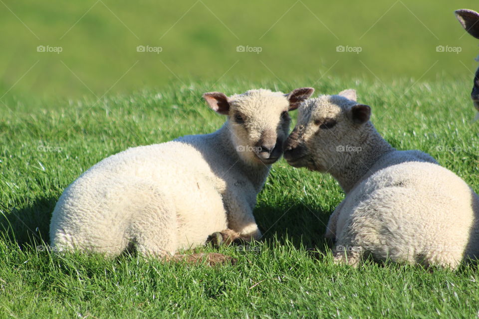 Two lambs sitting on grass
