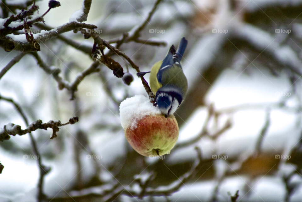 blue tit bird apple tree winter garden stockholm sweden stockholm by lgt41