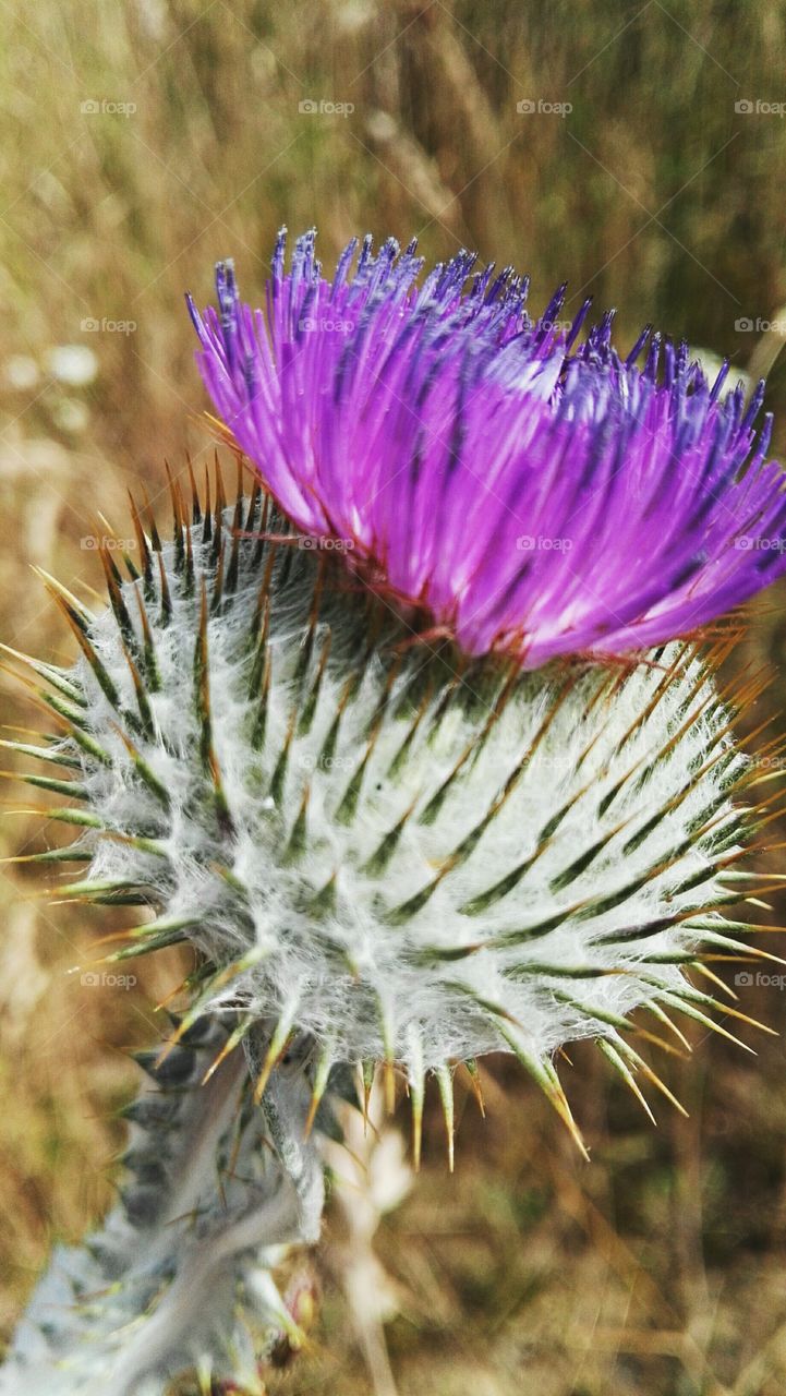 thistle