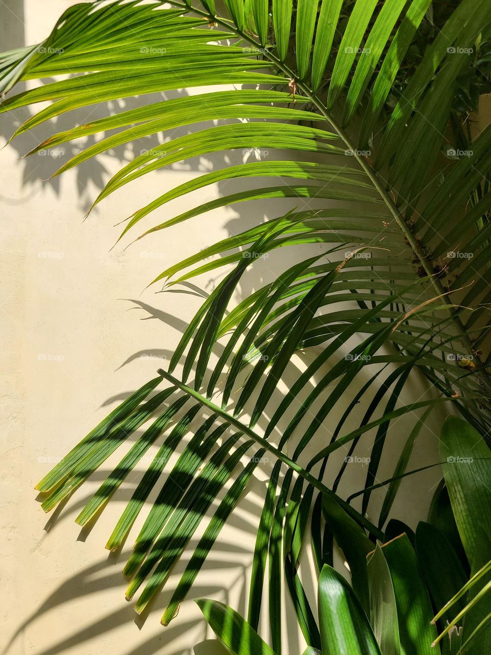 Beautiful palm fronds cascading in front of a building casting a subtle shadow on a sunny day 