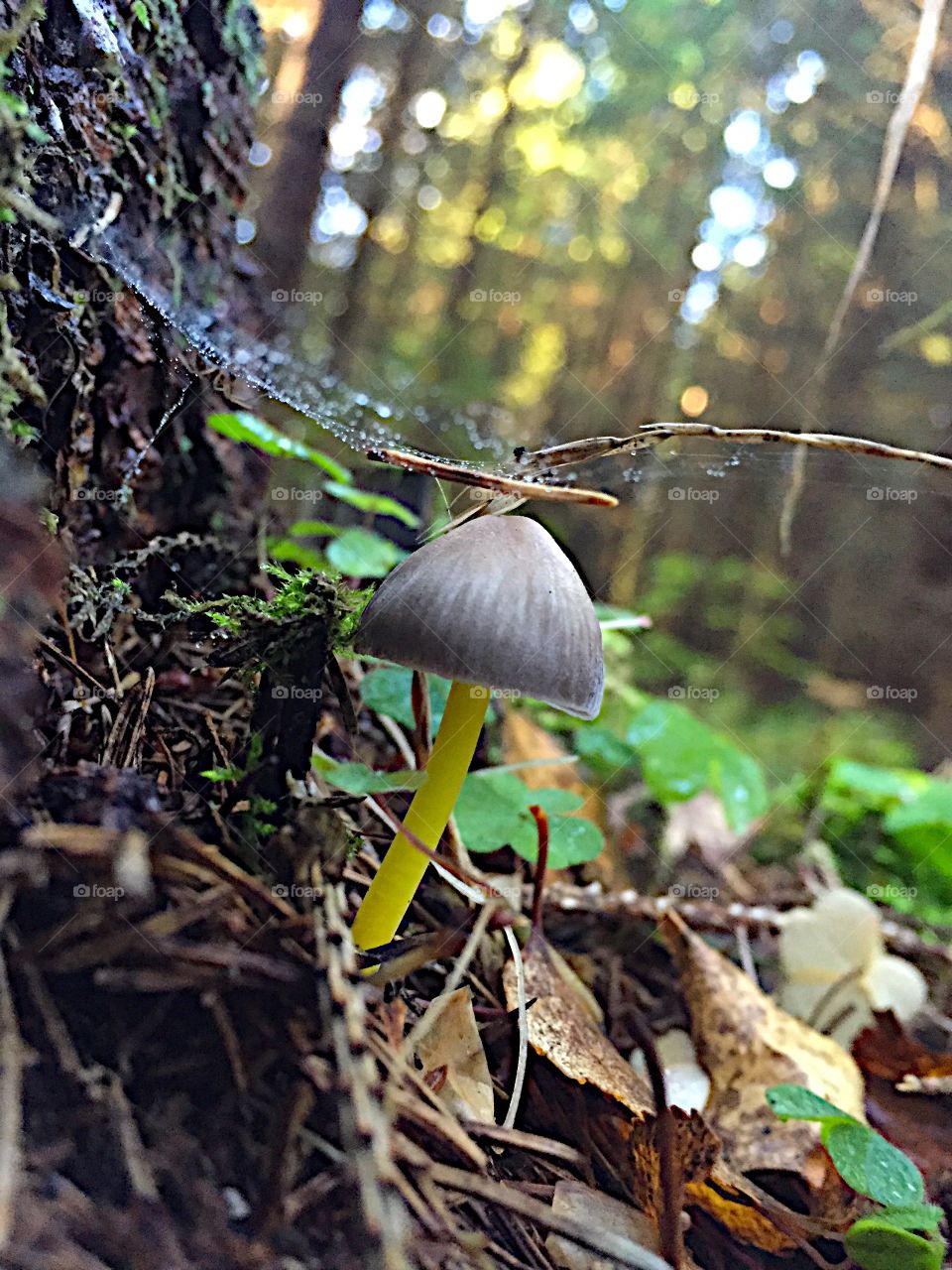 Macro mushroom. The beauty of the little things 