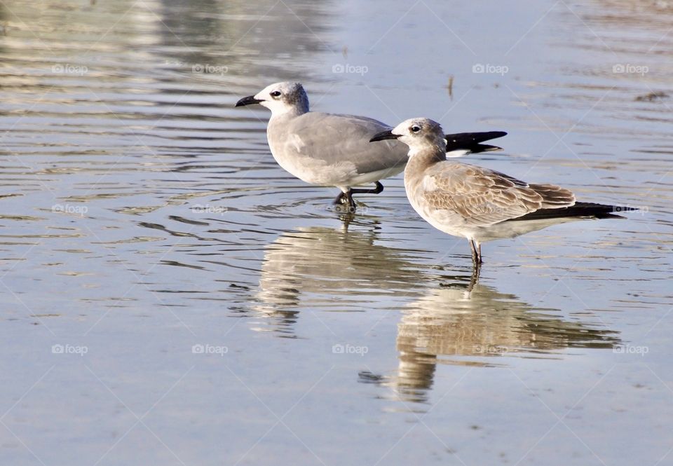 Waterfowl at the edge of the ocean looking for food 