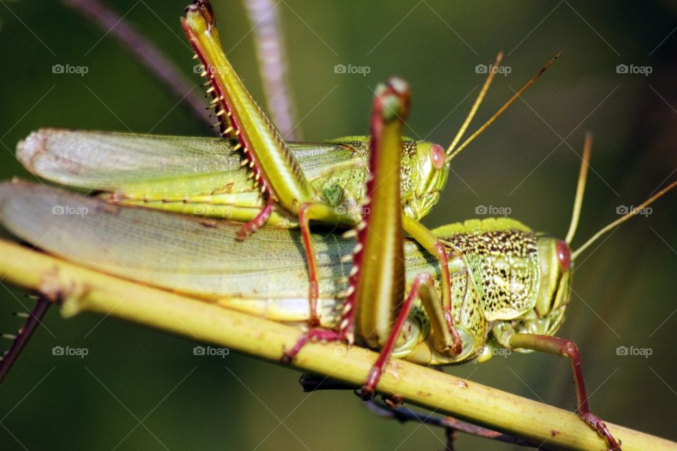riding grasshopper