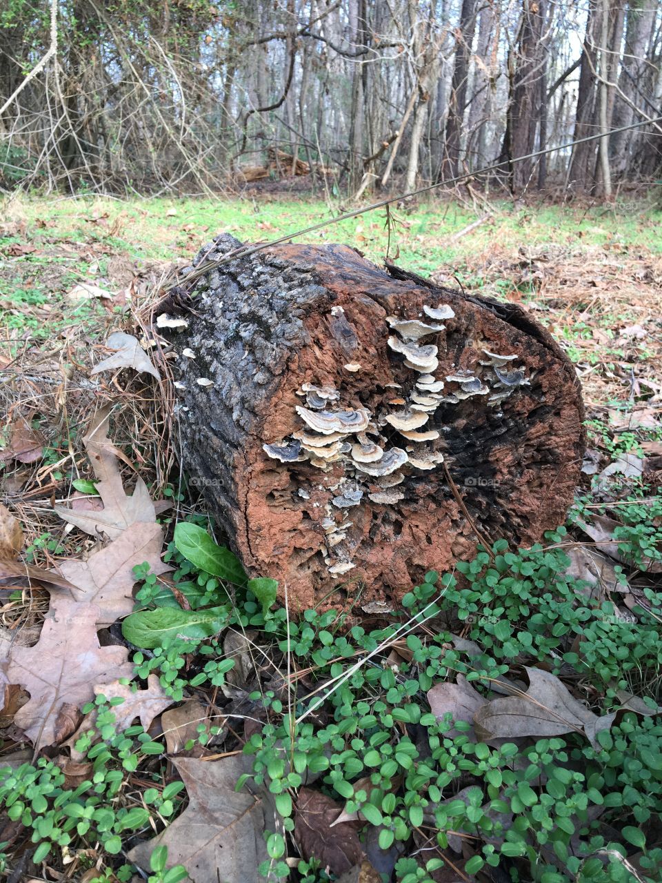 Polypores growing on tree trunk 